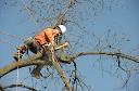 Tree Removal Wellington Point logo